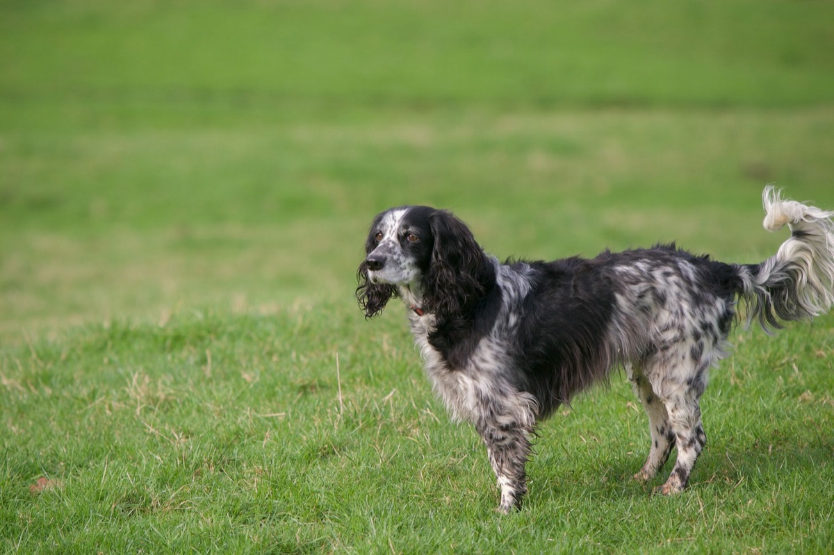 Hund mit Schwellung auf Gras