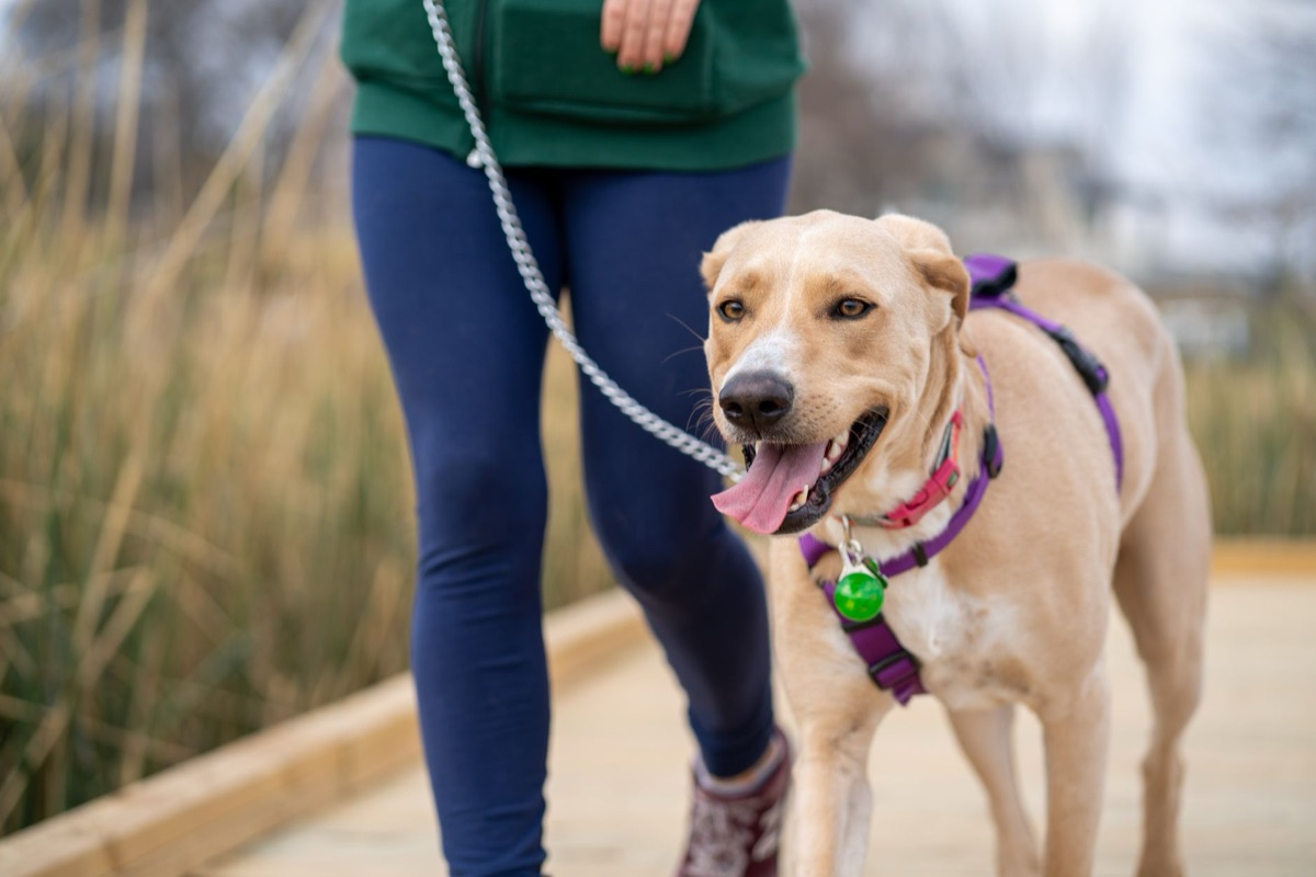 dog with limp hind leg