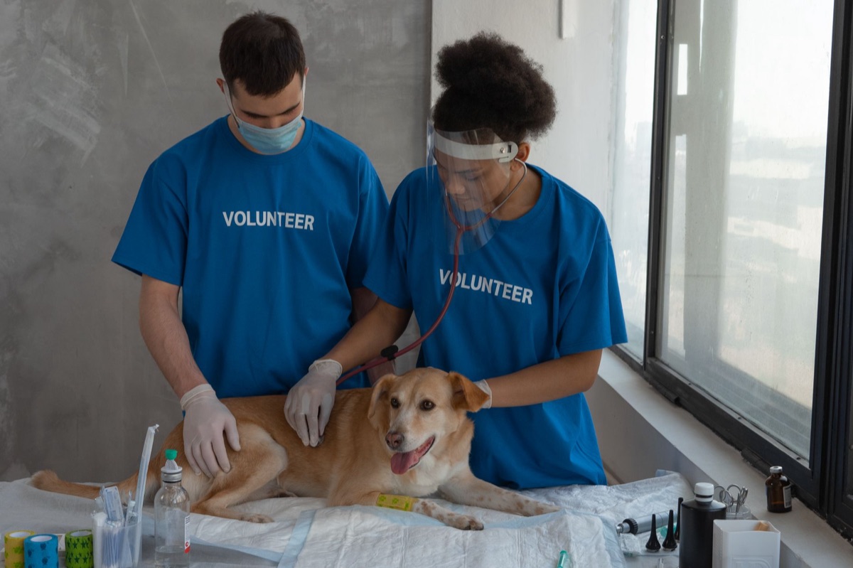 veterinarian examining dog
