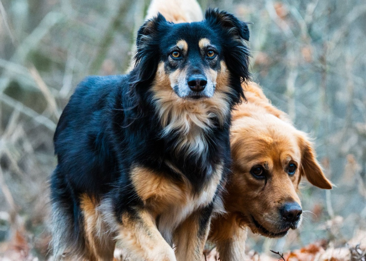 perro patela desgajada