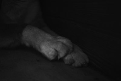 Douleur Genou Chien : 5 Actions pour Gérer la Luxation Maintenant