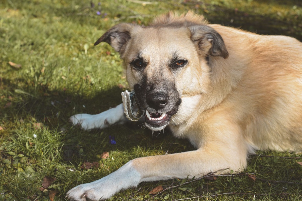 chien patelle luxée