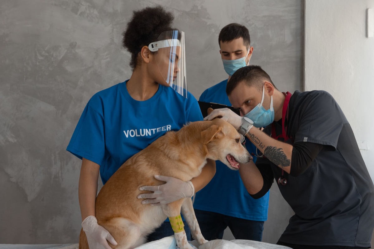 vétérinaire examine chien