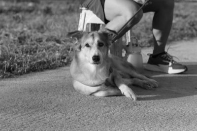 Lussazione Rotula Cani: 5 Passi per Gestire il Dolore Fin da Oggi
