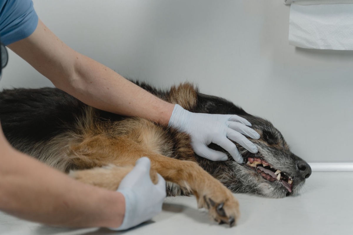un cane con la patella dislocata nel gomito, con un veterinario vicino