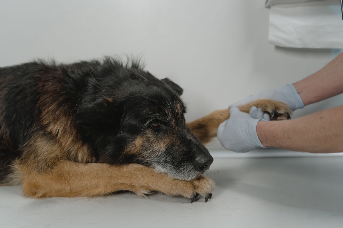 sintomi di una luxazione del ginocchio in un cane
