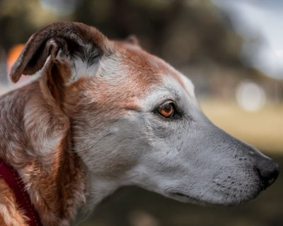 Patellaluxatie Hond: 5 Stappen voor Beheer Vanaf Nu