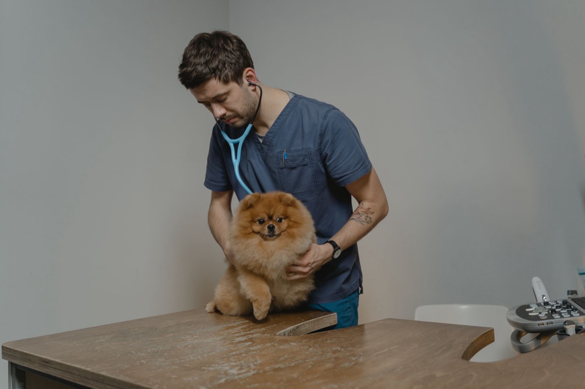 Dog patellar luxation examination