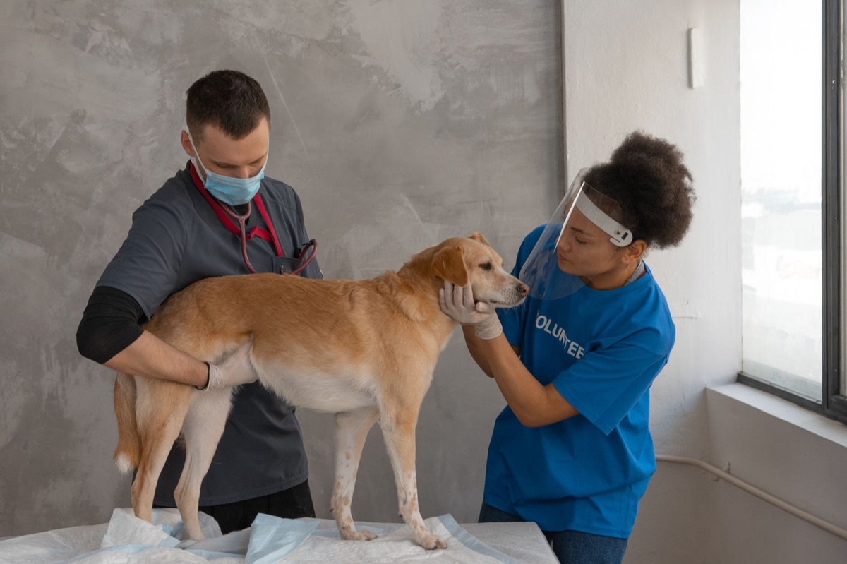 Vet examining dog knee