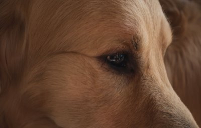 Luxação de Patela: 5 Passos para Controlar a Dor do Seu Cão