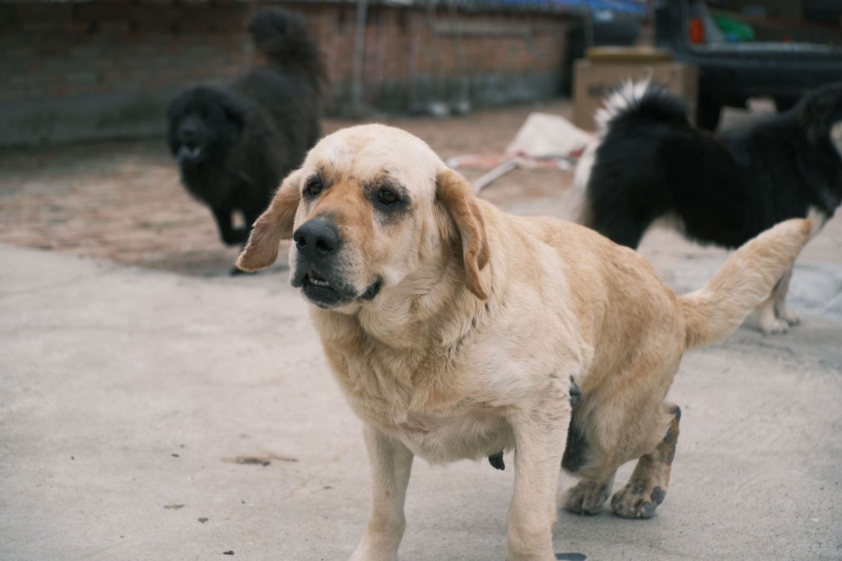 cão com luxação do patela