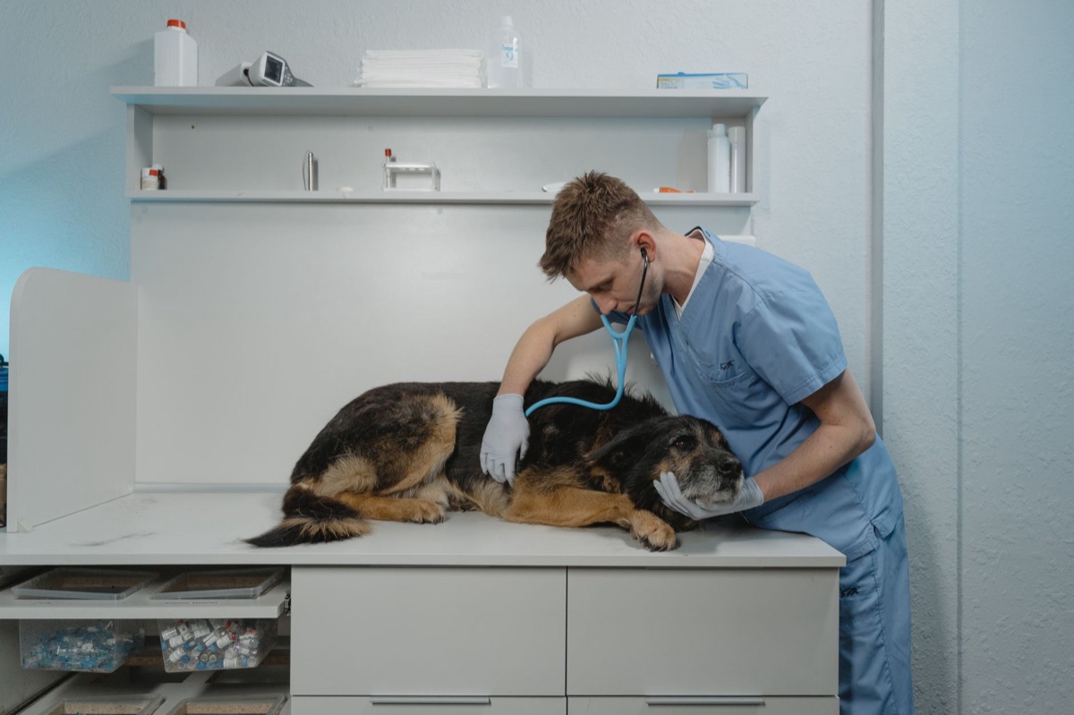 veterinário examinando cão