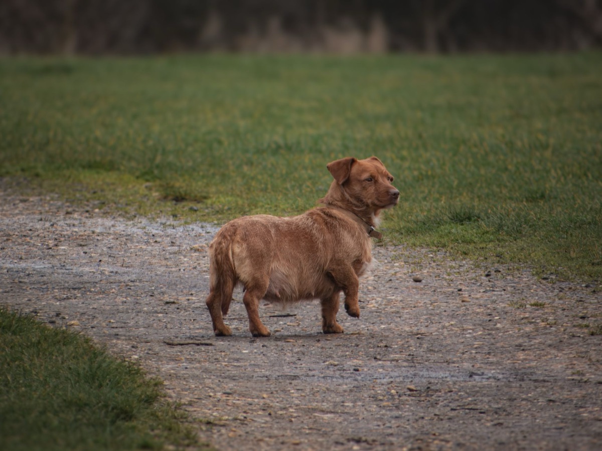 perro obeso con barriga inflada
