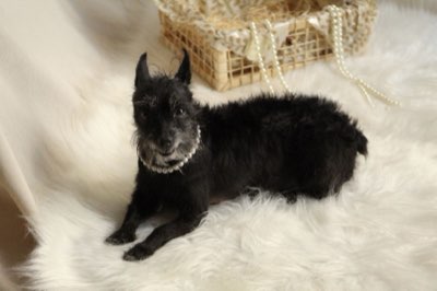 Peso Canino: 4 Passi per una Vita Sana e Felice del Tuo Amico