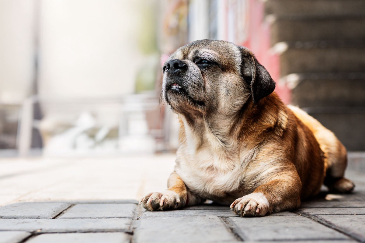 cão obeso em balança