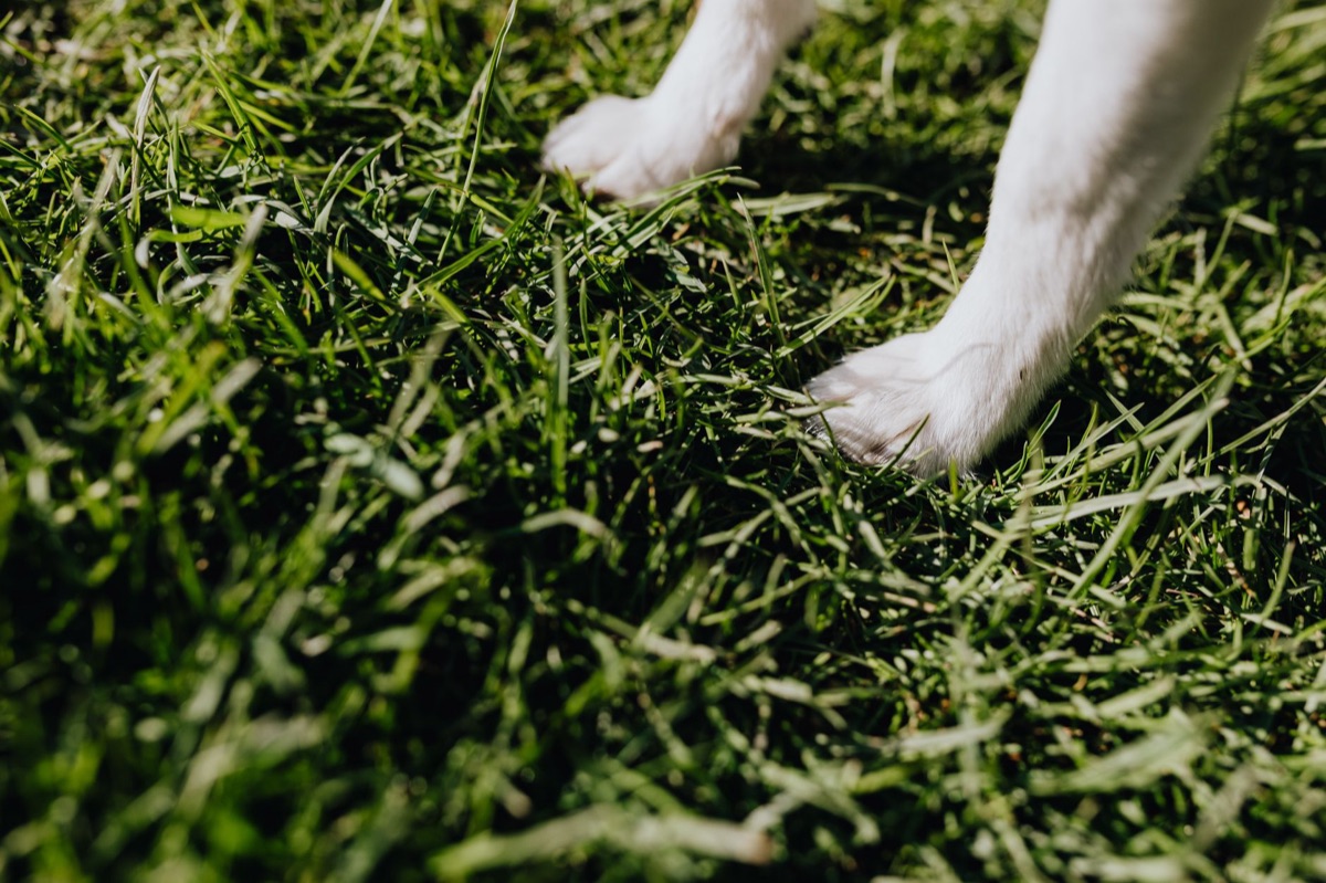 過重的犬在草地上