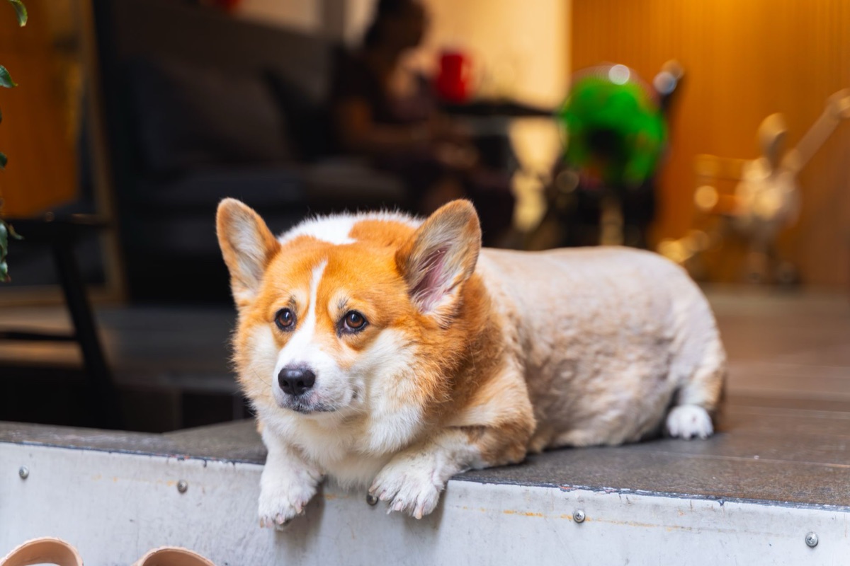 犬與體重計
