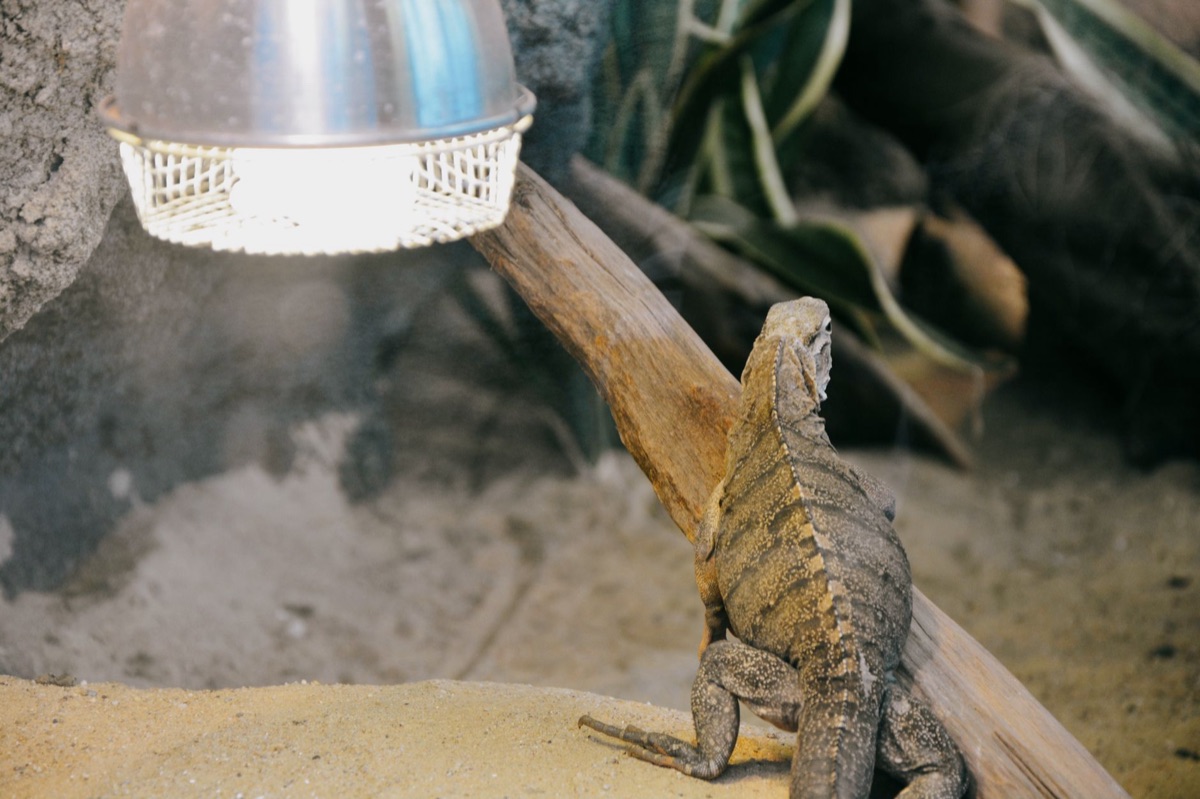 Reptilien-Basking-Spot-Thermometer