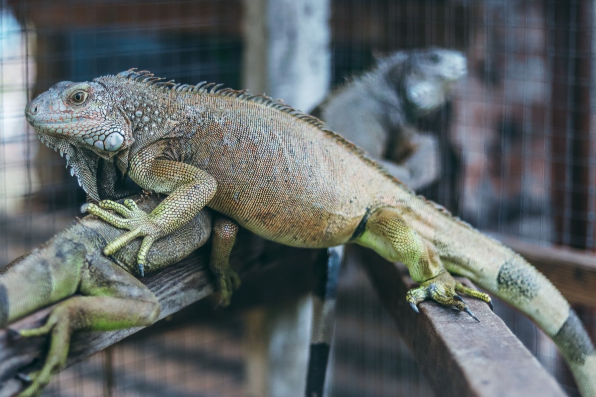 temperature gradient in reptile enclosure
