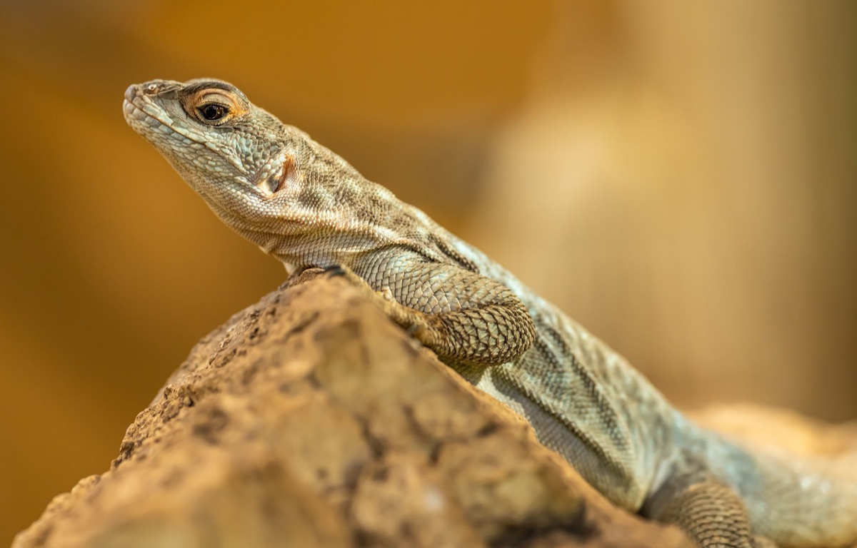 lagarto en área de calentamiento