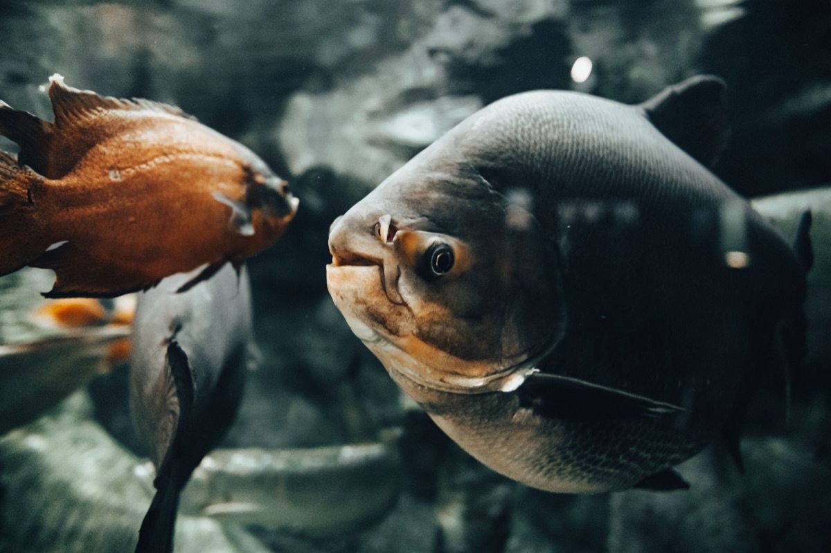 poisson tropical dans un bac avec un spot de bain