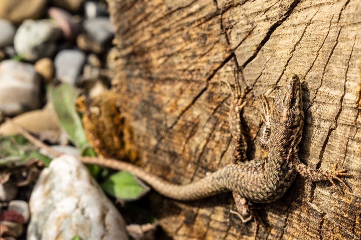 charte de temperature d un spot de bain pour reptile