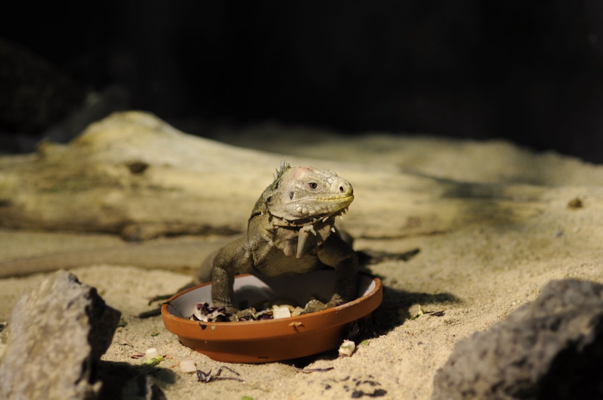 reptile basking spot setup