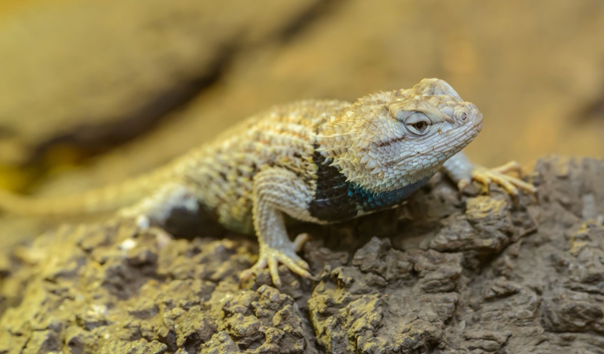 reptile habitat temperature gradient