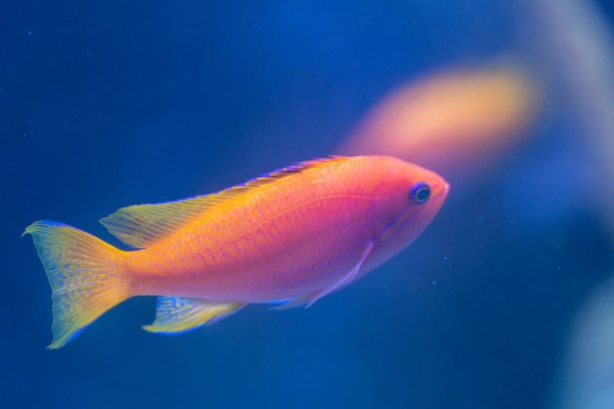 熱湯に浸かれたトropical fish