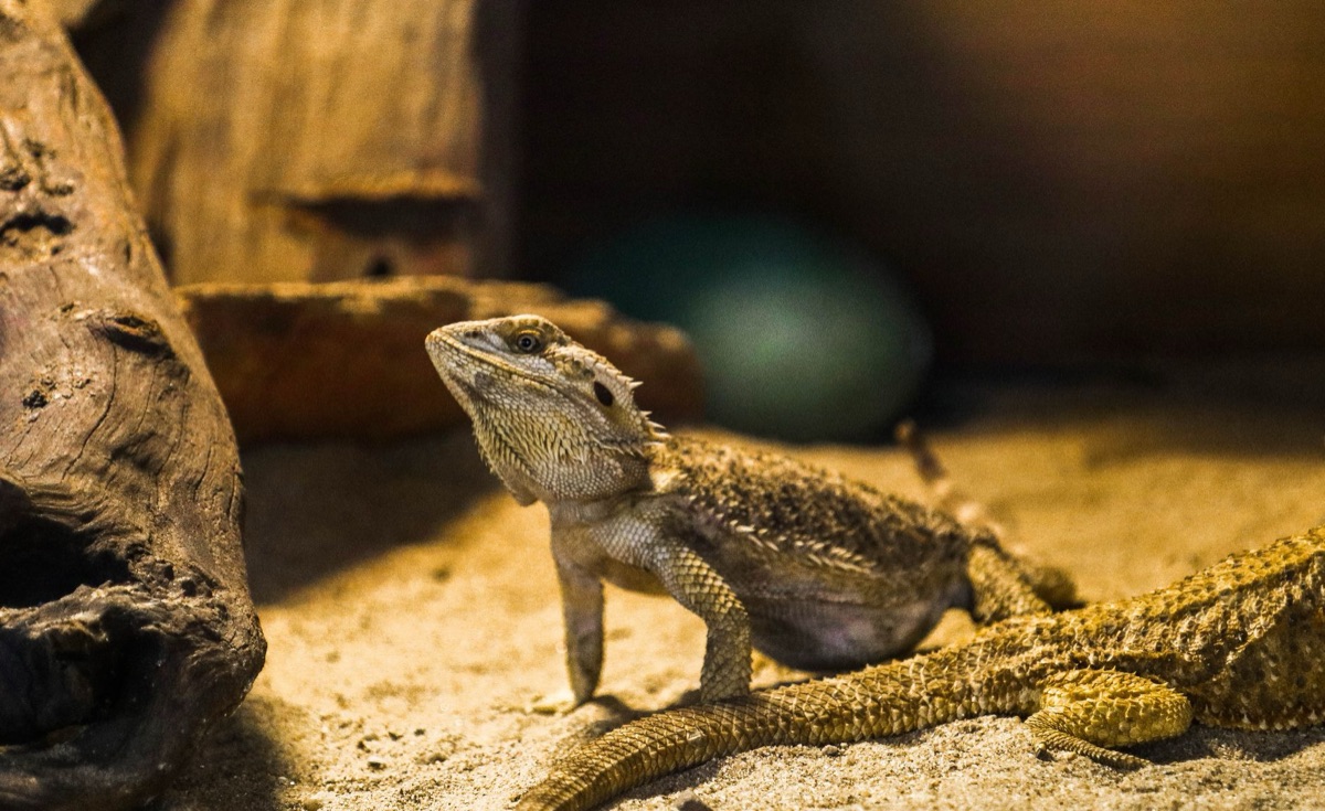 reptiele basking spot setup