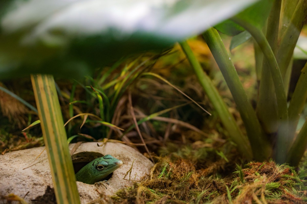 temperatuurgradient in reptiele habitat