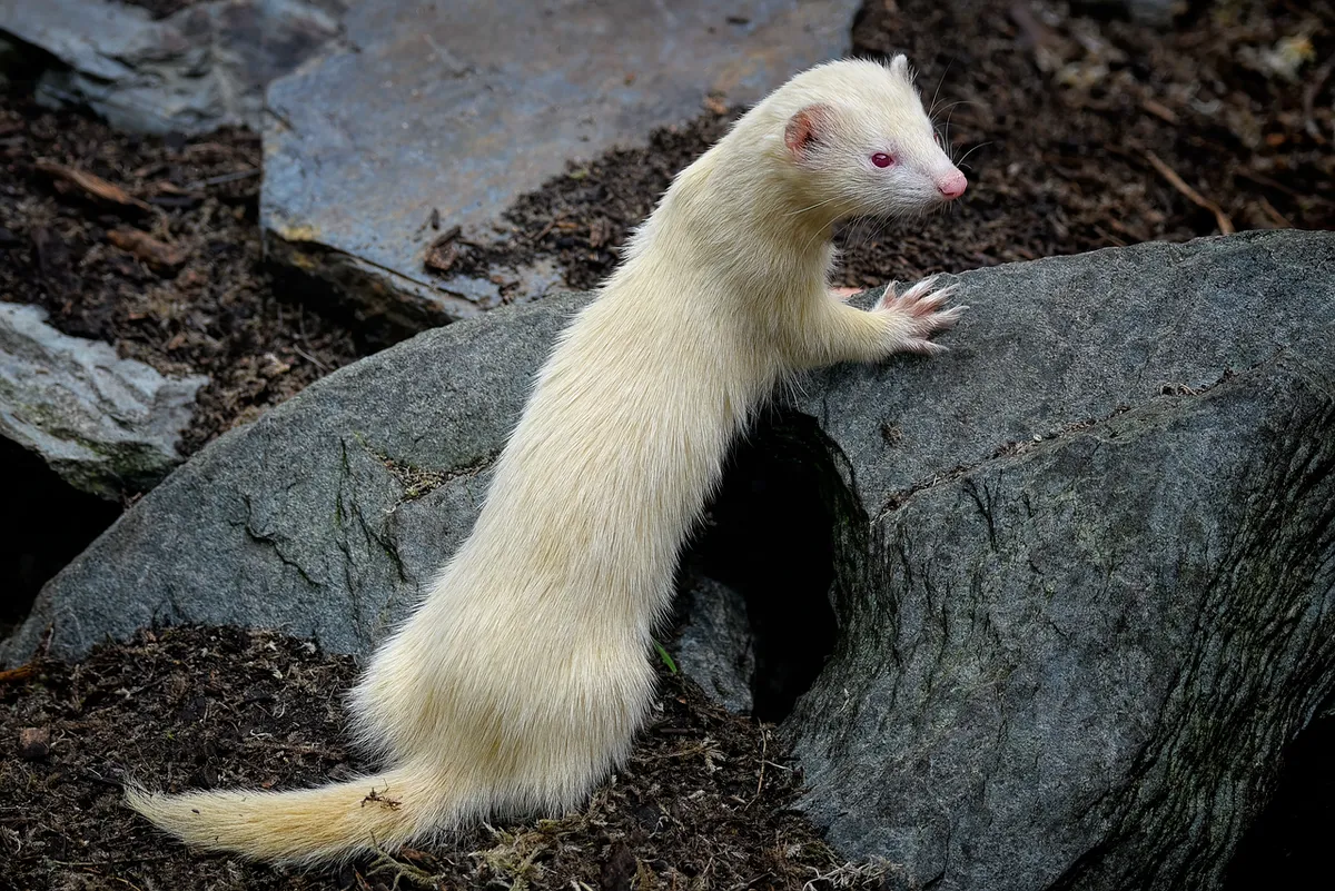 ferret, albino ferret, nature, albinism, albino, mustelid, wildlife, hunter, mammal, animal
