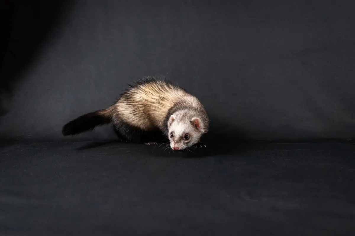 A cute ferret in a studio setting on a black background, perfect for pet lovers.