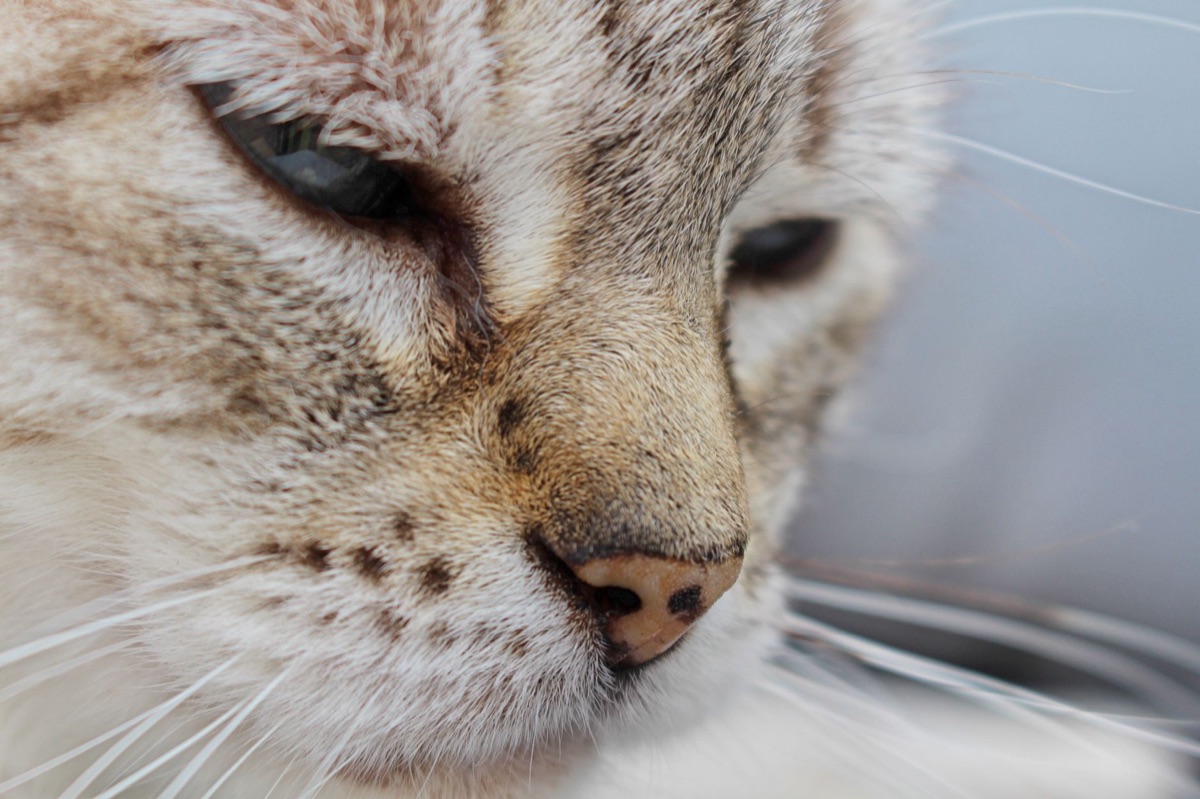 Cat with dry nose indicating early kidney disease