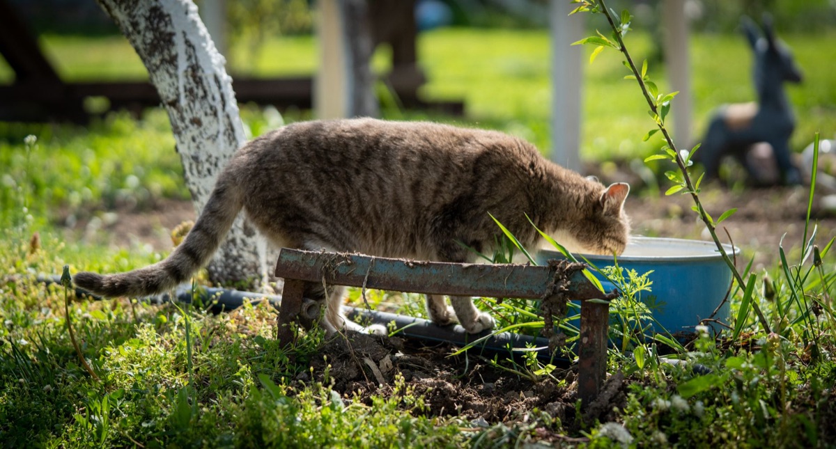 Cat drinking from bowl showing hydration issues in kidney disease