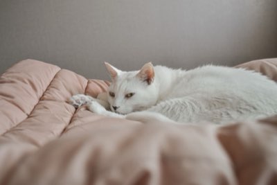 Gatos y Riñones: 5 Señales Clave Antes del Deterioro Grave