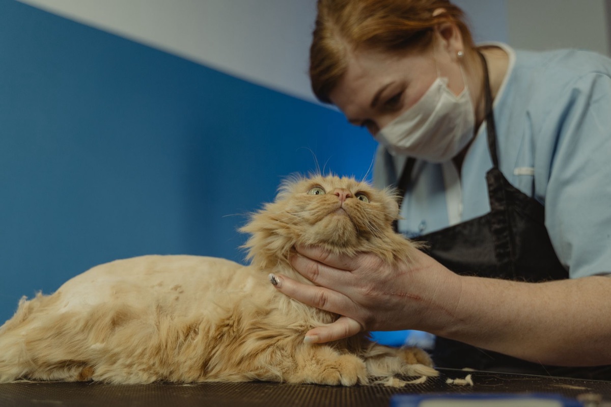 veterinario examinando gato