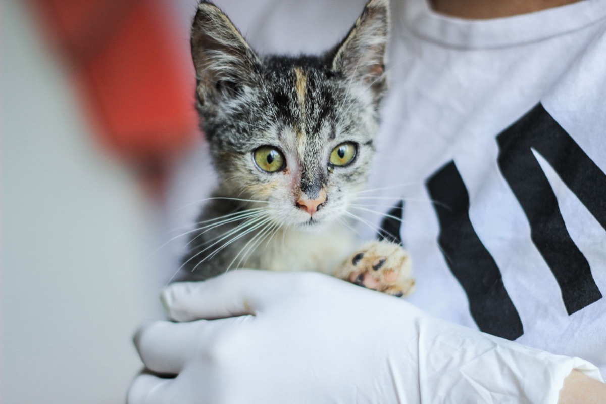 gato con tubo jeringa