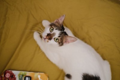 Reins Chat : 5 Signes Clés à Observer Dès 9 Mois pour la Santé