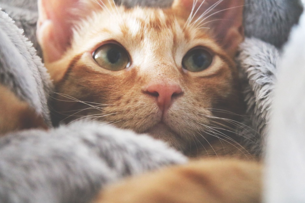 chat with dry nose