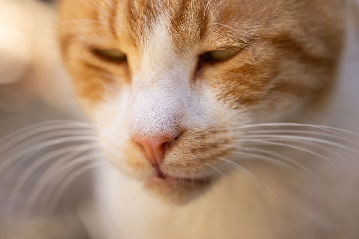 gatto con naso secco