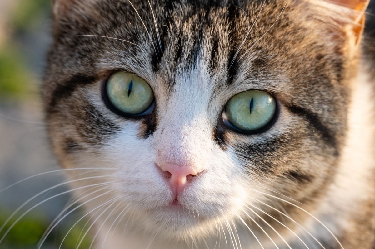 gatto con occhi gonfi