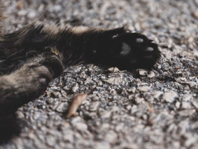 高齢猫の腎臓病リスク50%超 早期ケアでQOL維持を目指す