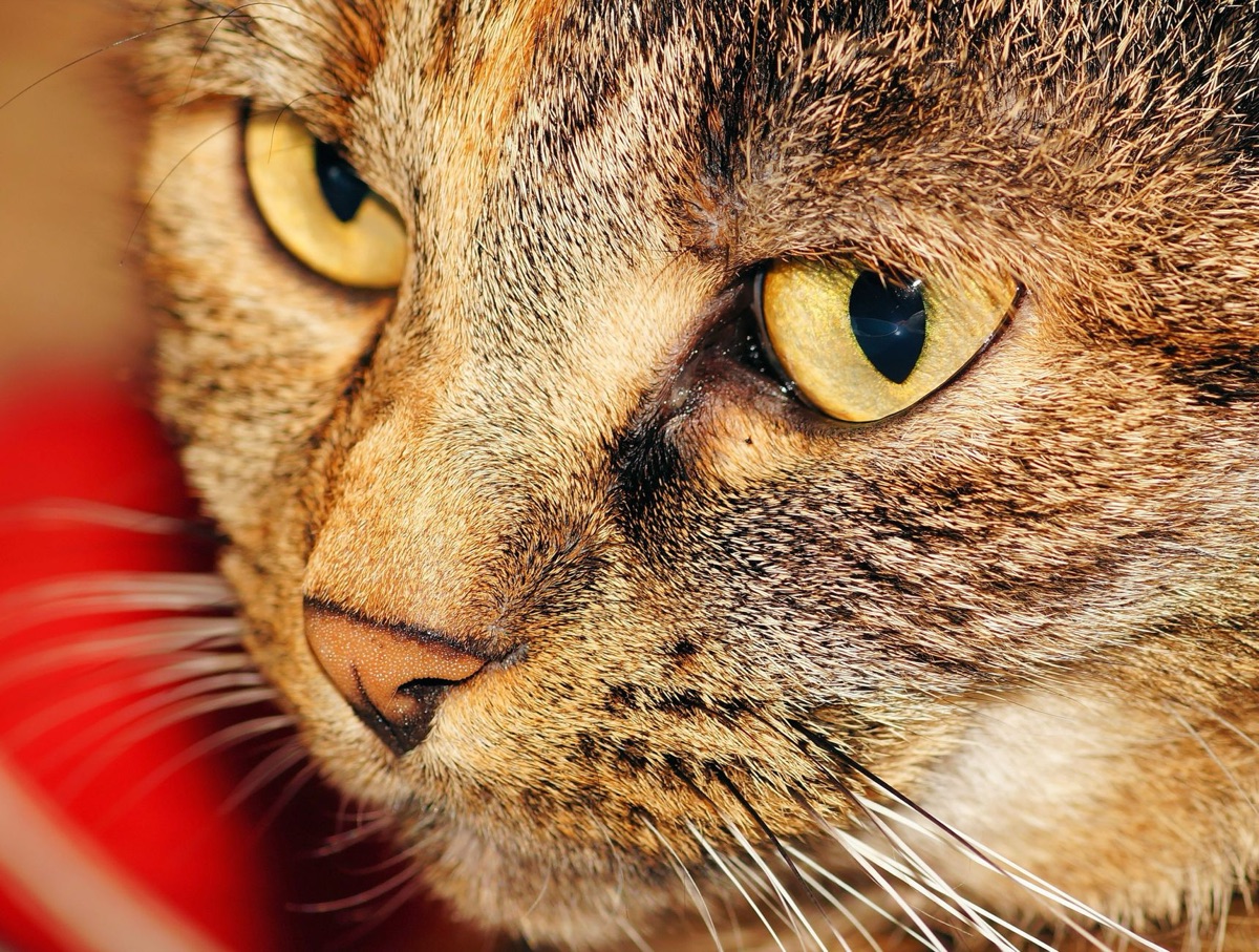 猫の鼻が乾燥している