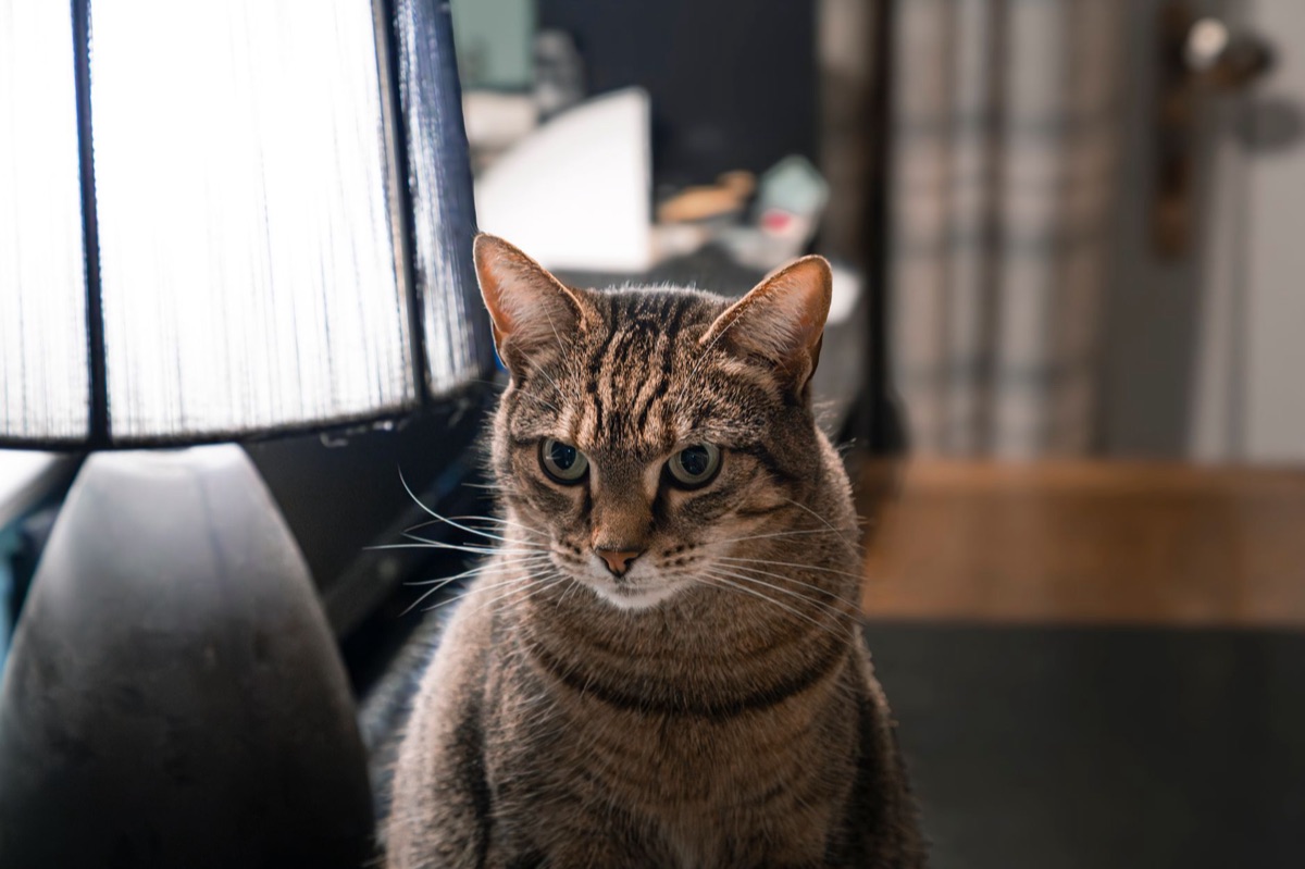 猫の活動量が減少している