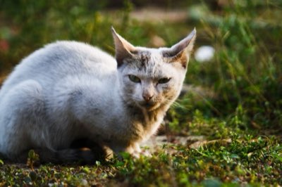 고양이 신장 건강 지키는 법, 9개월부터 주의 필요해요