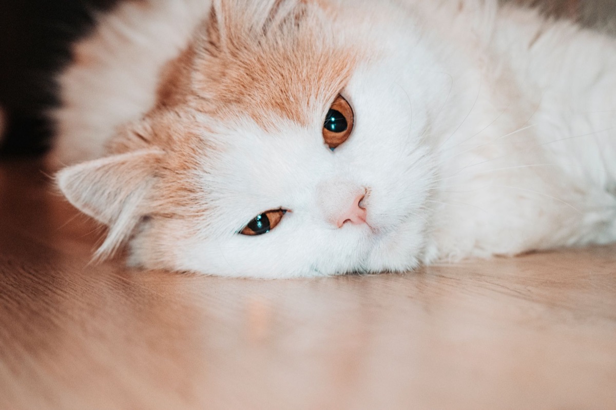 고양이 신장 질환 증상