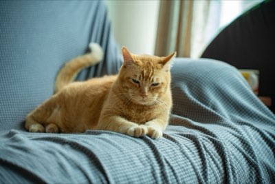 Nierziekte Katten: Let op vroege tekenen vanaf 9 maanden