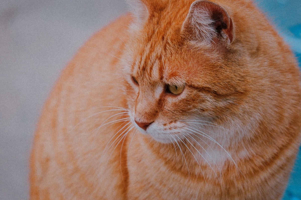 kat met bloed in urin