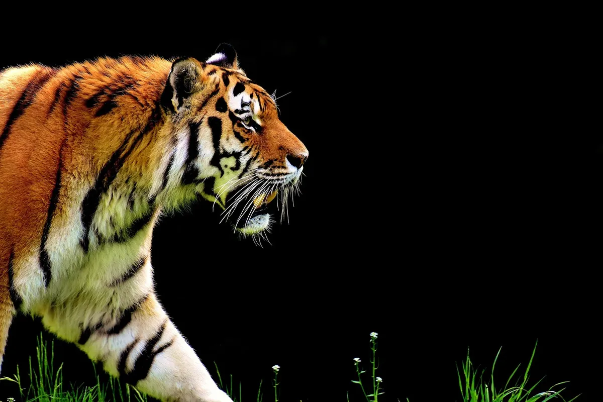 tiger, predator, fur, dangerous, big cat, feline, nature, wild cat, mammal, animal, wildlife, animal world, tierpark hellabrunn